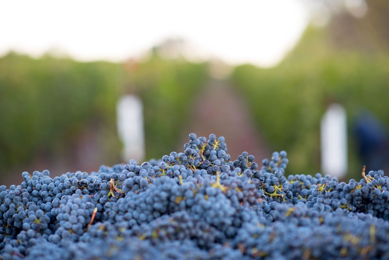cabernet sauvignon harvested in a vineyard as featured in Azur Wines