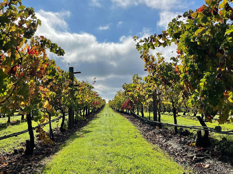 cabernet sauvignon farm vineyard
