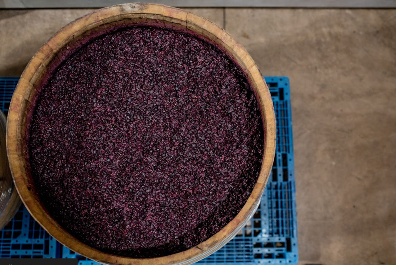 winemaking process showing how the grapes are turned into wine as featured in Azur Wines